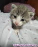 Fotos del anuncio: En adopcin bebs gatitos 