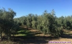 Se vende finca de olivar en valdepeas, ciudad real.