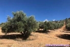 Fotos del anuncio: Venta de finca de olivar en valdepeas, ciudad real.