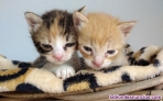 Fotos del anuncio: Regalo gatitos bebs 