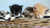 Fotos del anuncio: Regalo gatitos bebs 
