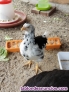 Fotos del anuncio: Pollitos de gallinas 