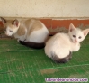 Fotos del anuncio: 2 gatitos en adopcion.