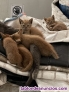 Fotos del anuncio: Regalo gatos de 1 mes