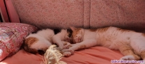 Fotos del anuncio: Se regalan gatos en adopcin 