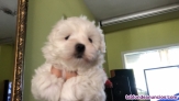 Bichón maltes en venta de particular