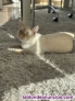 Fotos del anuncio: Regalo gato red point 