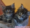 Fotos del anuncio: Gatitos mainnecoon