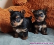 Cachorro yorkshire puro