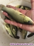 (coto de pesca ) pesca de tencas