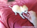 Fotos del anuncio: Chihuahuas toys