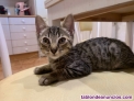 Fotos del anuncio: Regalo gatita bebe