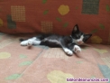 Fotos del anuncio: Regalo gatitos
