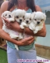 Cachorritos de raza bichon maltes toy