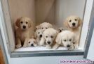 Cachorros de golden retriever machos y hembras
