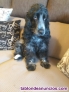 Se ofrece perrita cocker ruano blu. 