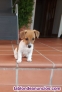 Cachorros de Jack Russell 
