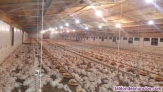 Fotos del anuncio: Granja 84000 pollos-ptimas condiciones