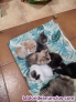 Fotos del anuncio: Gatitos en adopcin, de 2 meses