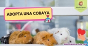 Busco cobaya en adopcin
