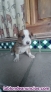 Se regalan Perrillos cruce de Border Collie Colorado 