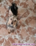 Sper Miniatura Yorkshire terrier macho 642 81 59 98 