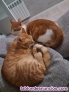 Regalo gatos