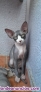 Gatitos sphinx 681909755