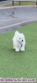 Ofrezco perrita bichon maltes