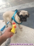 Se ofrece pug montas 