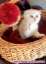 Preciosa scottish fold