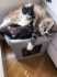 Zeus y hector, gatos en adopción