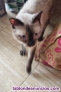 Gato en adopcin 