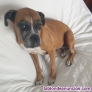 Doy en adopcin perra boxer