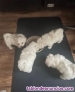 Cachorros Bichon Maltes Toy americanos