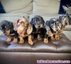 Fotos del anuncio: Excelentes cachorros teckel miniatura pelo corto