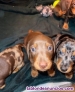 Fotos del anuncio: Excelentes cachorros teckel miniatura pelo corto