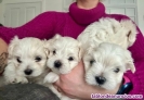 Fotos del anuncio: Estupendos cachorritos Bichon maltes toy 