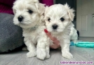 Fotos del anuncio: Estupendos cachorritos Bichon maltes toy 