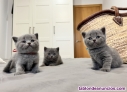 Machos British Shorthair