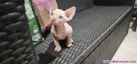Gatita Sphynx