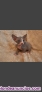 Gatos sphynx egipcio sin pelo