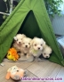 Disponible camada de bichon maltes toy