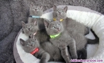 Preciosos gatitos de raza Azul Ruso