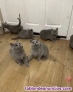 Preciosos gatitos de raza British shorthair
