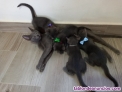 Gatitos azul ruso