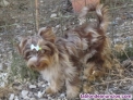 Espectacular machito de yorkshire terrier colorful color xito choco merle 