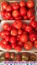 Tomates camperos 1,5 €