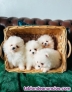 Cachorritos de pomerania toy blancos