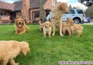 Magnificos ejemplares de golden retriever 